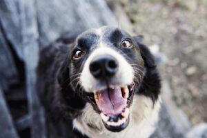Adopcja psa seniora